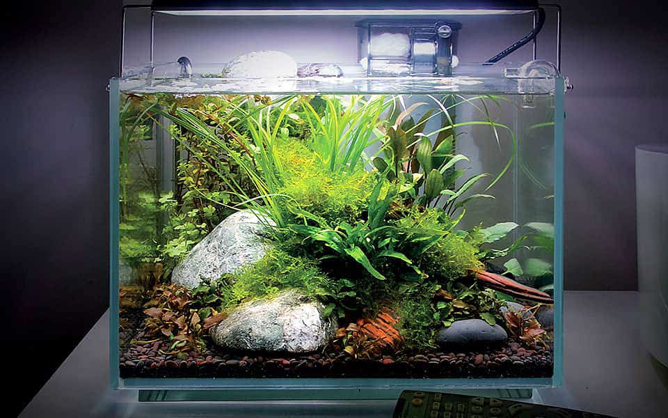 Benessere e bellezza che cattura