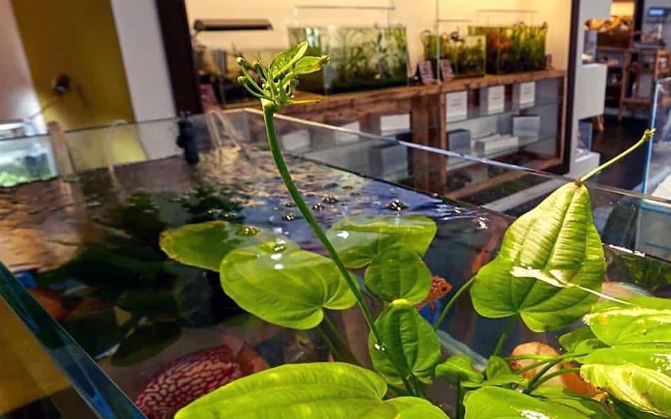 Negozio di acquario: il futuro è online?