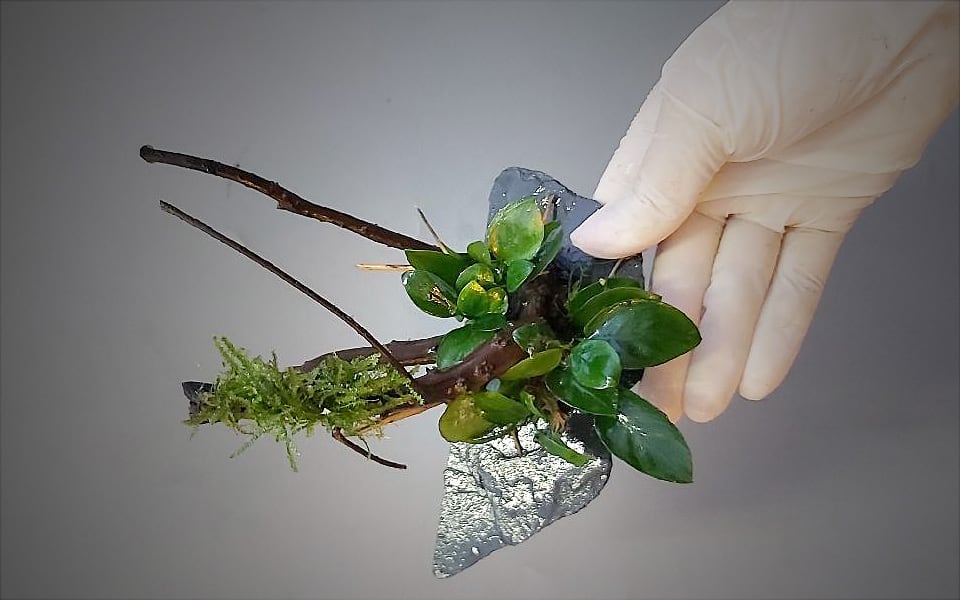 Piante acquatiche online: SonGrow