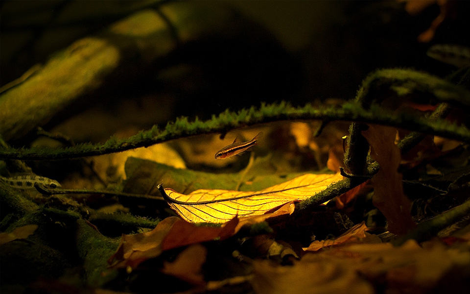 Acquario biotopo amazzionico