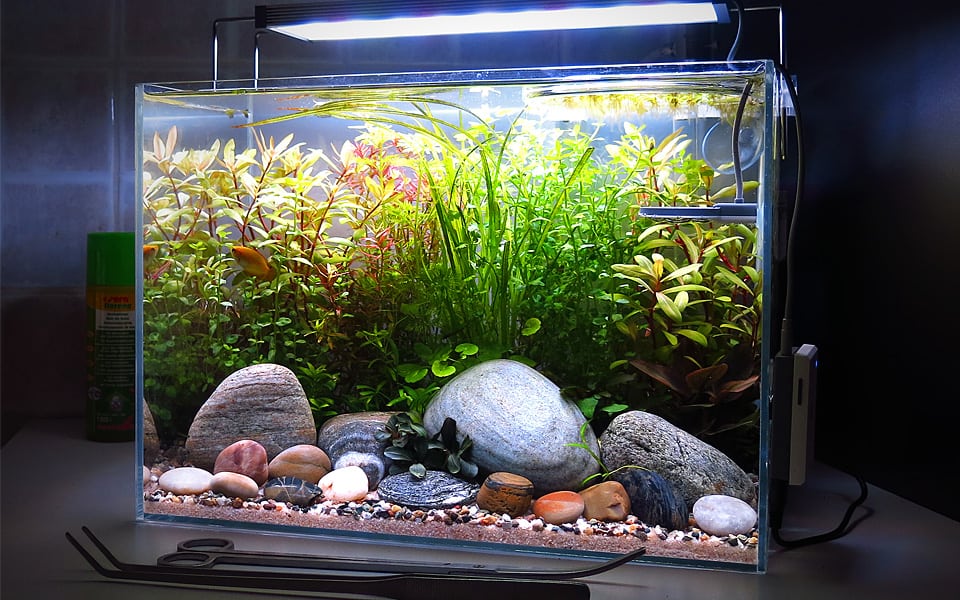 Allestimento acquario Zen