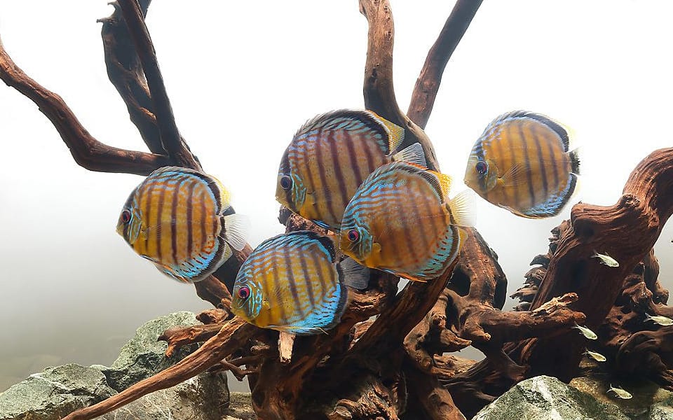 Discus Stendker: tutta la verità