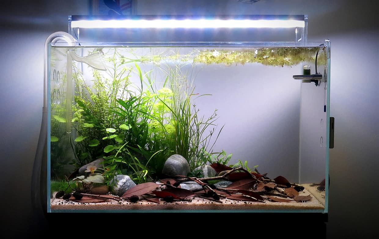 Foglie di catappa in acquario