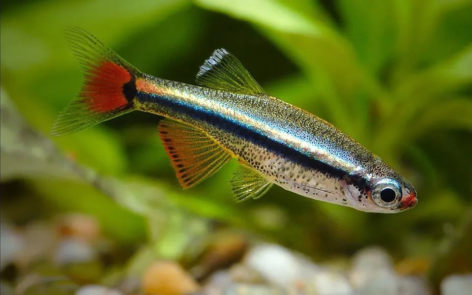 Pesci di fiume per l'acquario naturale