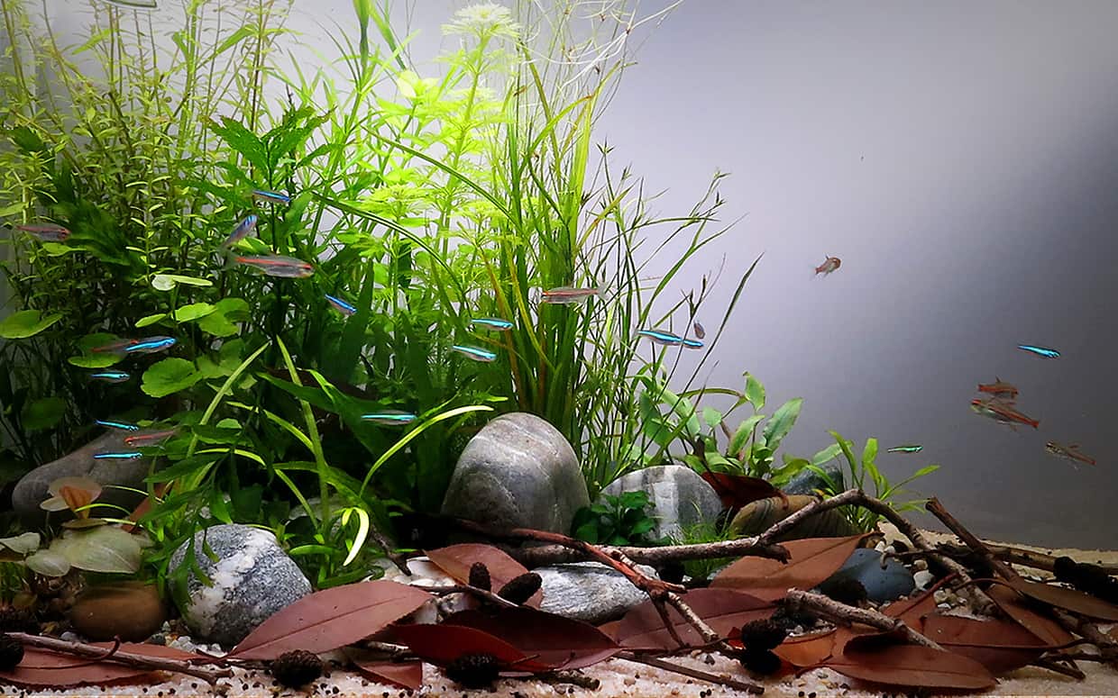 Pesci tropicali colorati in vasca!