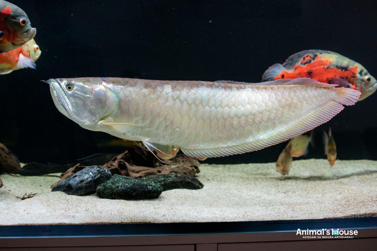 Arowana