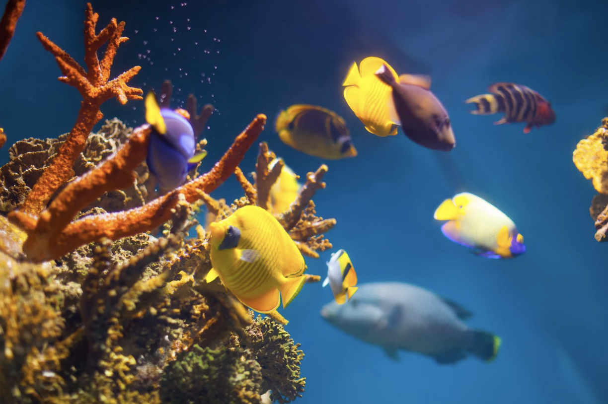 come allestire un acquario