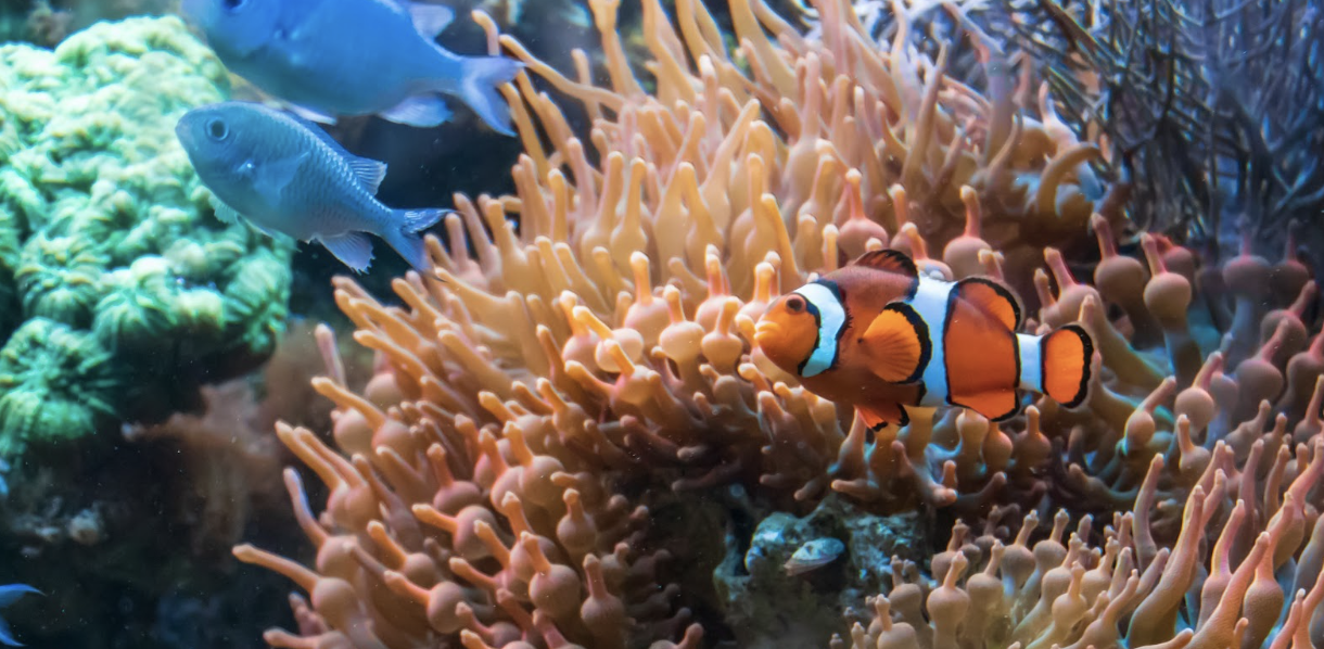 pesci d'acquario marino
