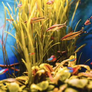 pesci acquario marino facili