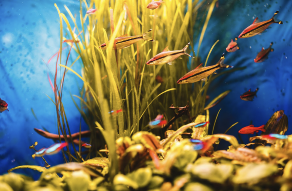 pesci acquario marino facili