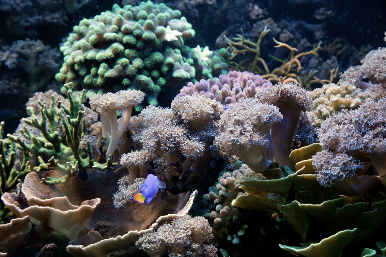 coralli acquario marino