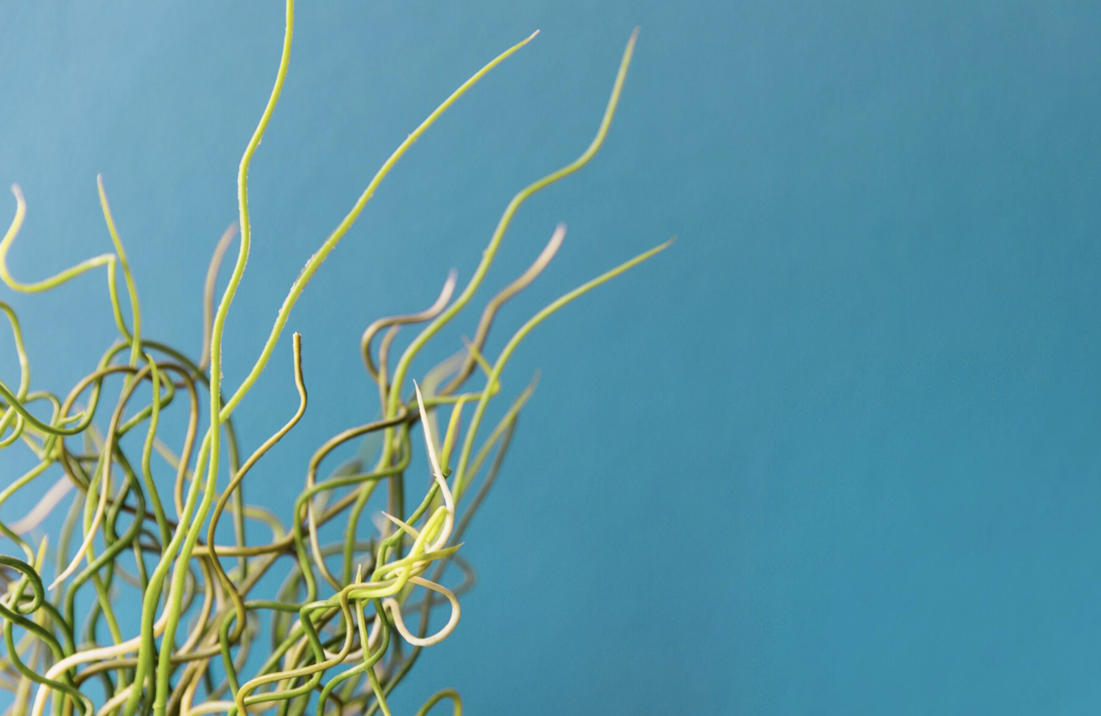 alghe per l’acquario marino