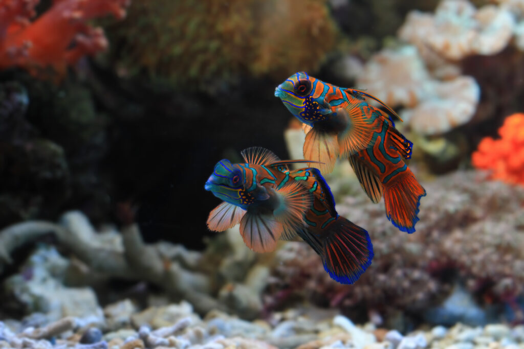 pesci colorati per acquario dolce