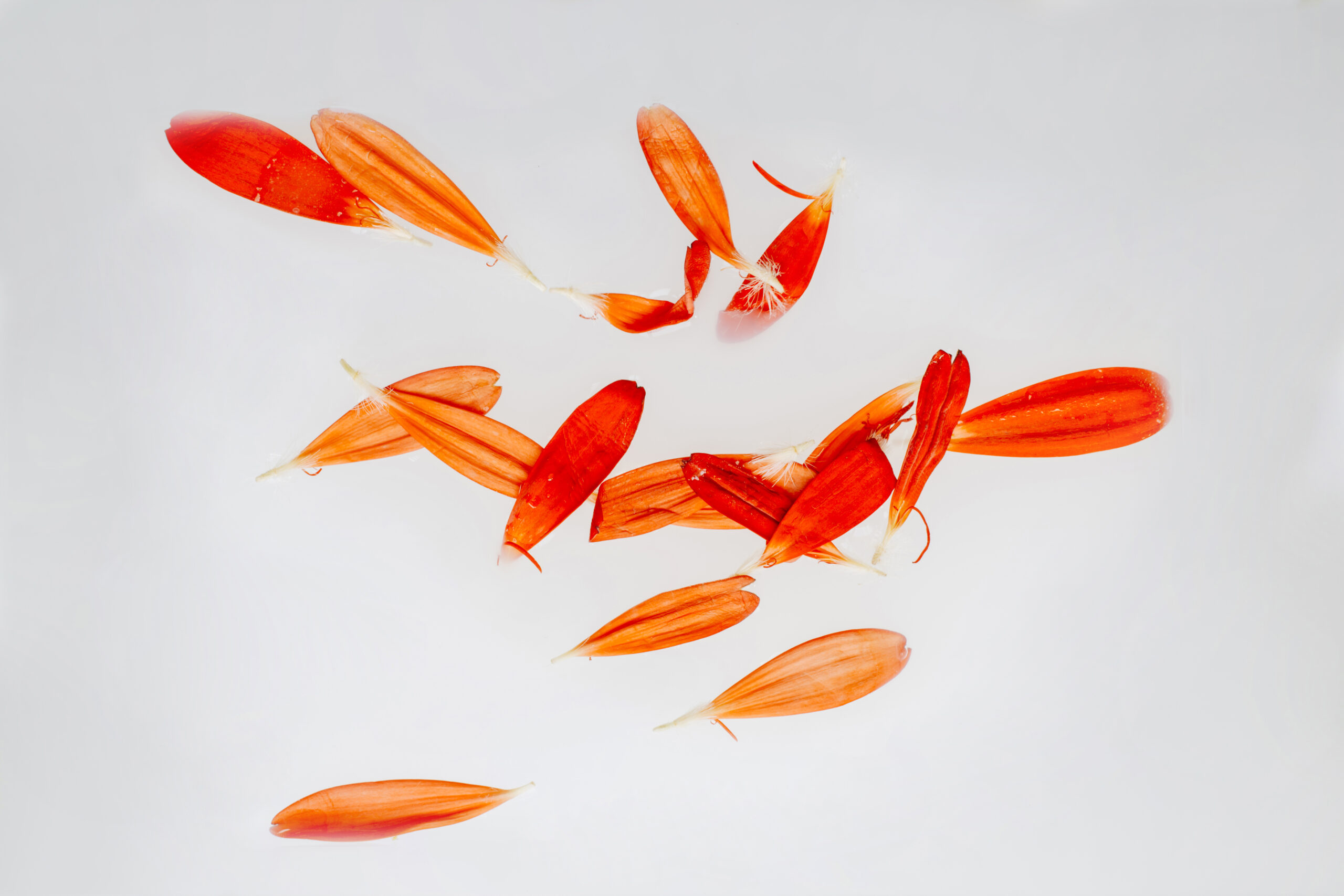 pesci rossi per acquario