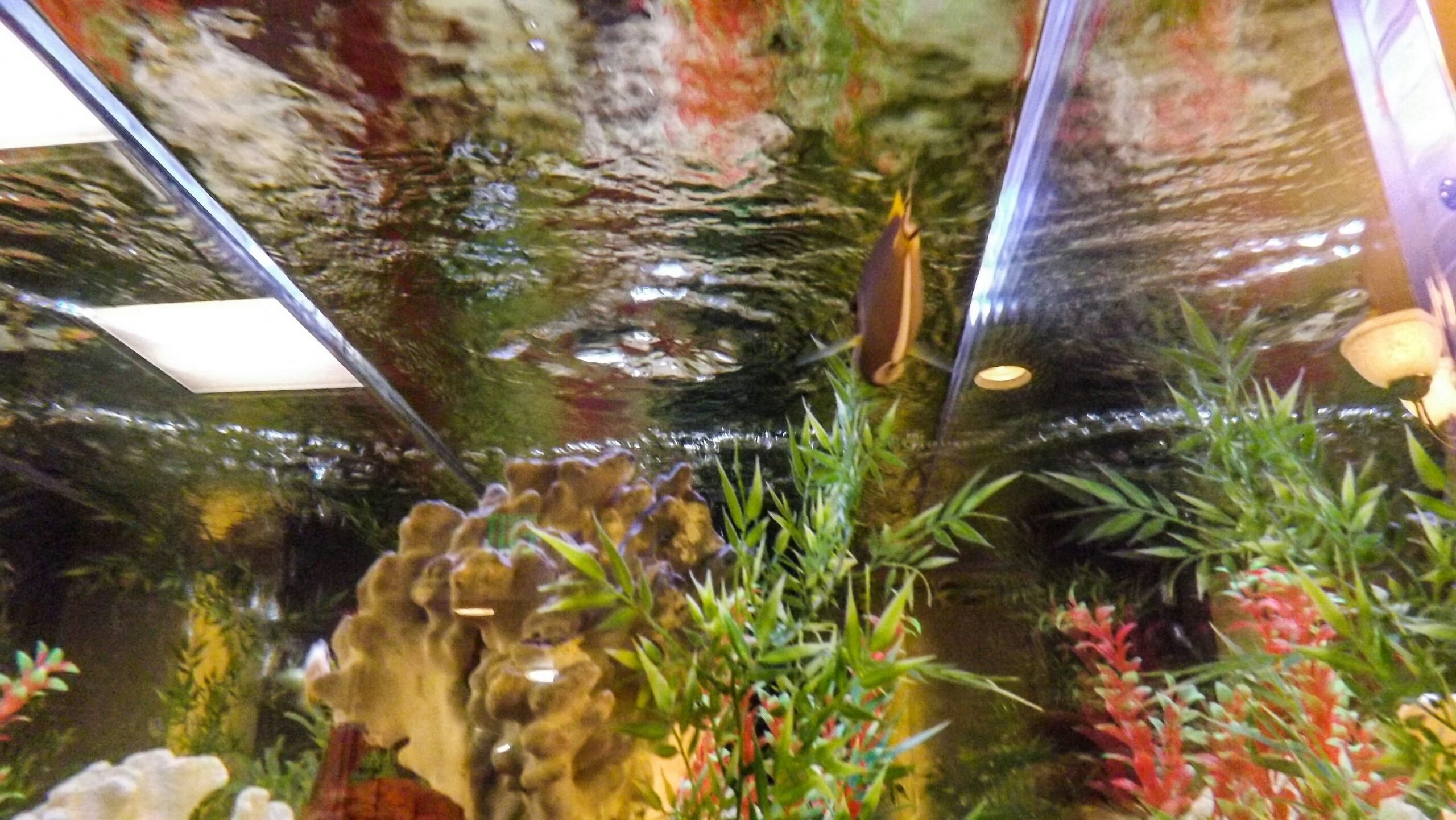 Allestimento Acquario Acqua Dolce