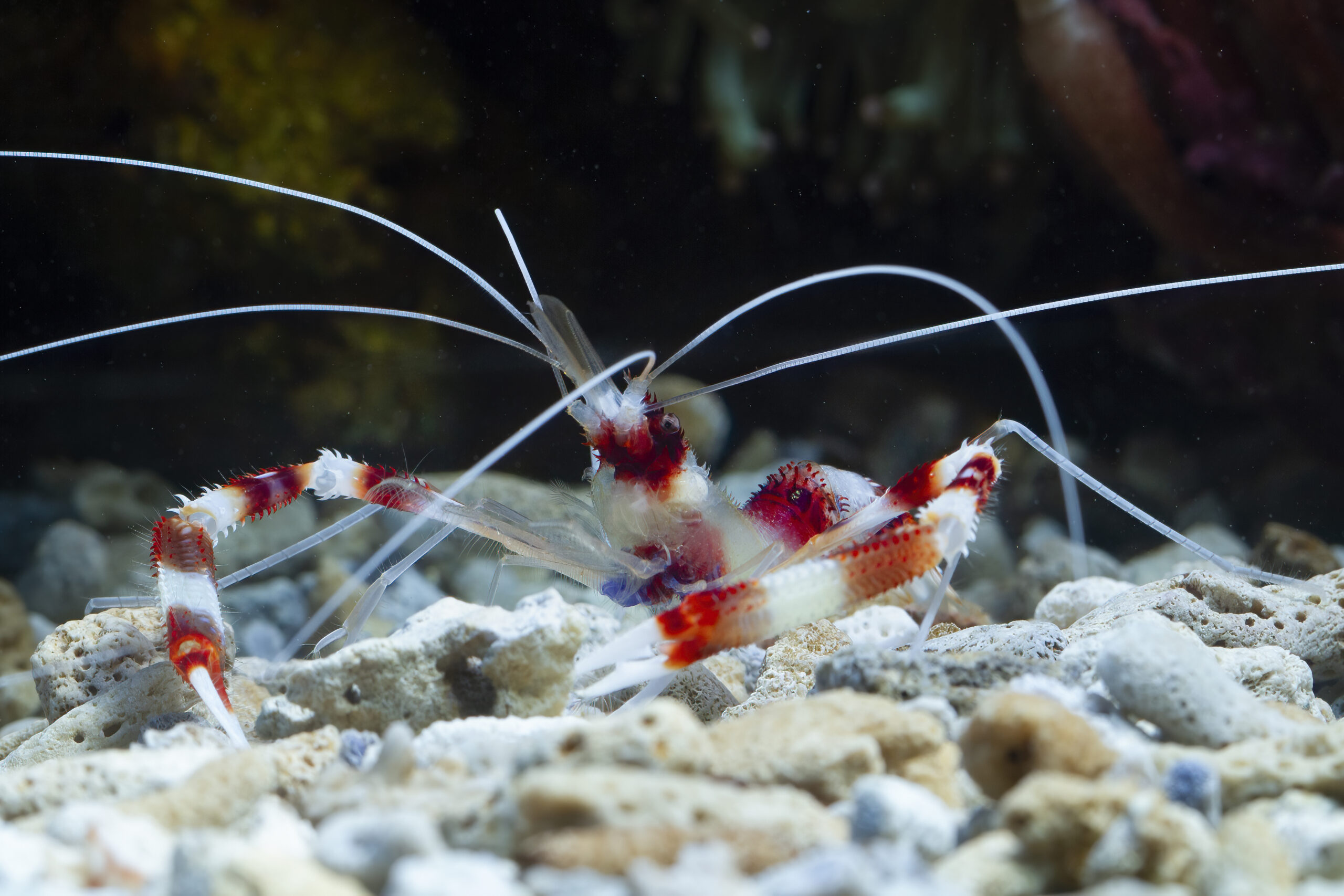 Gamberetti per acquario marino