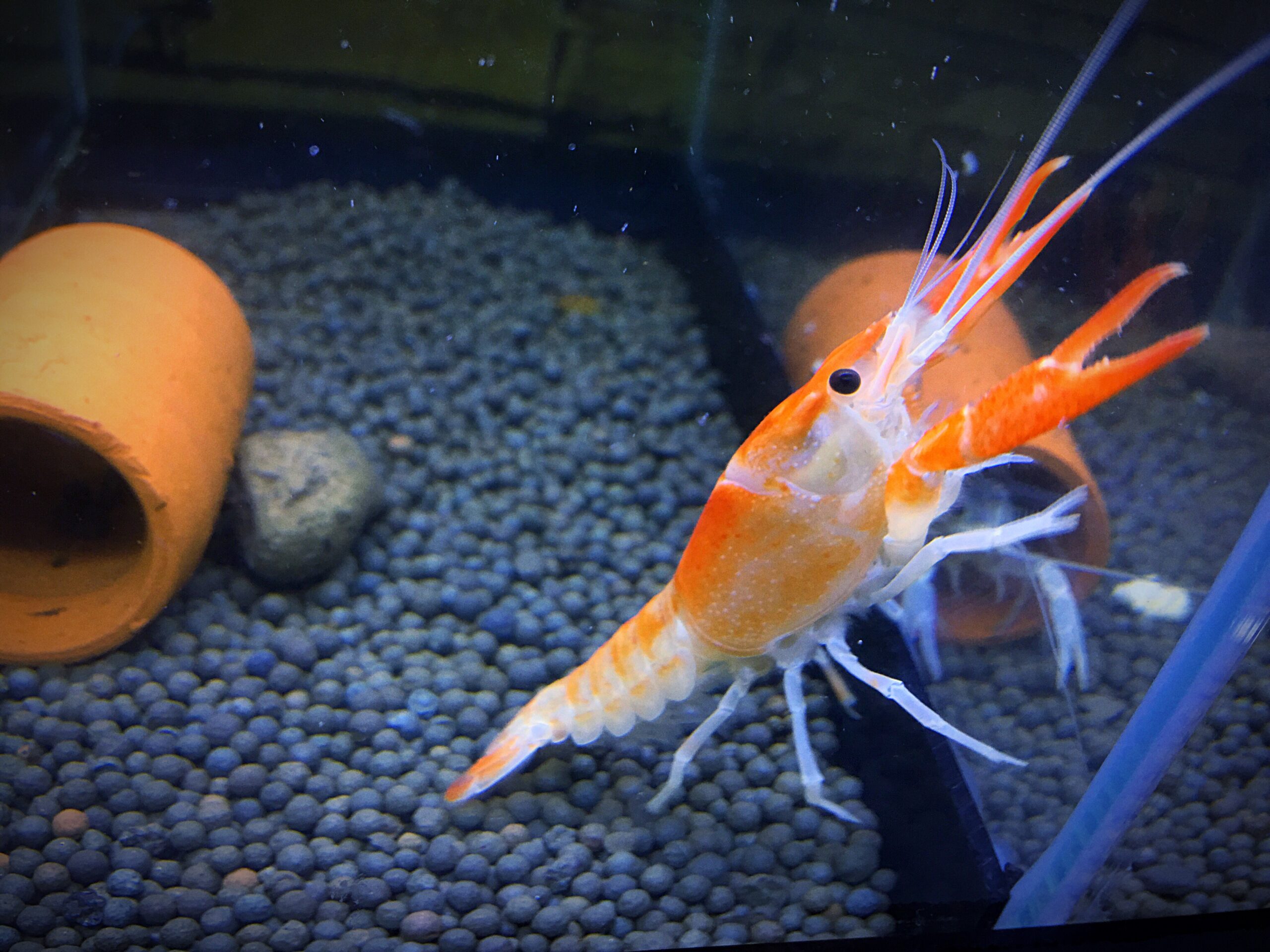 Gamberi d’acquario dolce