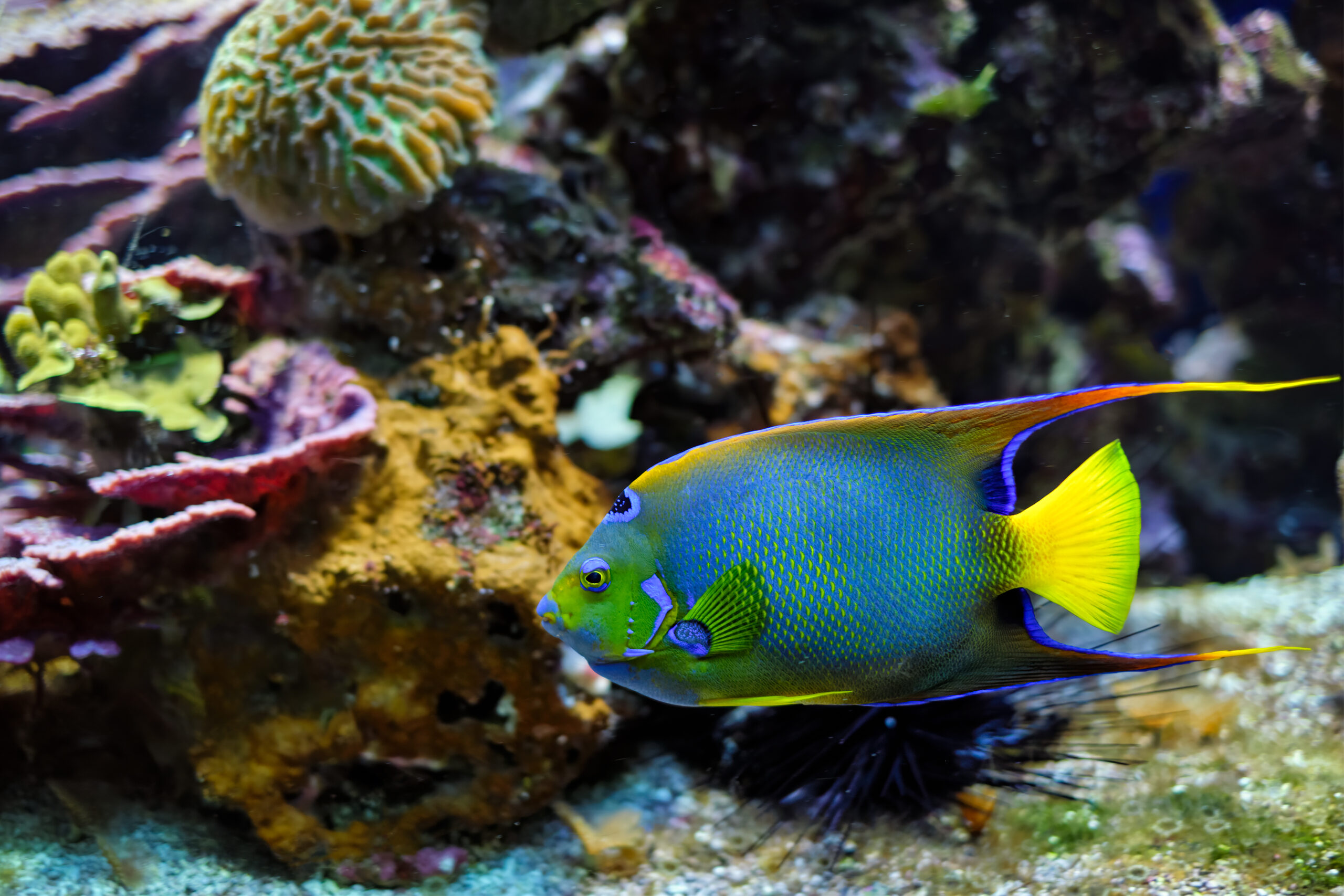 Pesci tropicali per acquario dolce