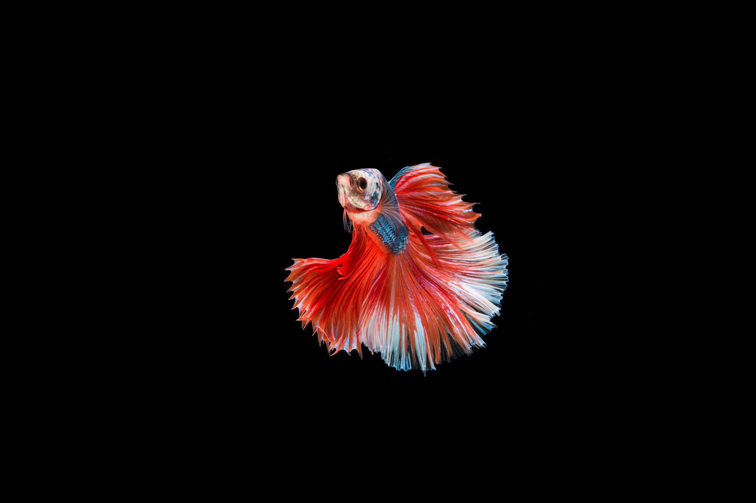 acquario per betta
