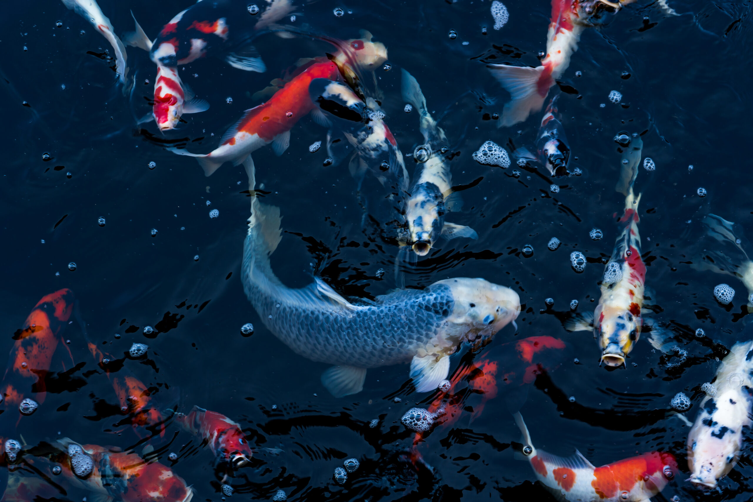 carpa koi blu
