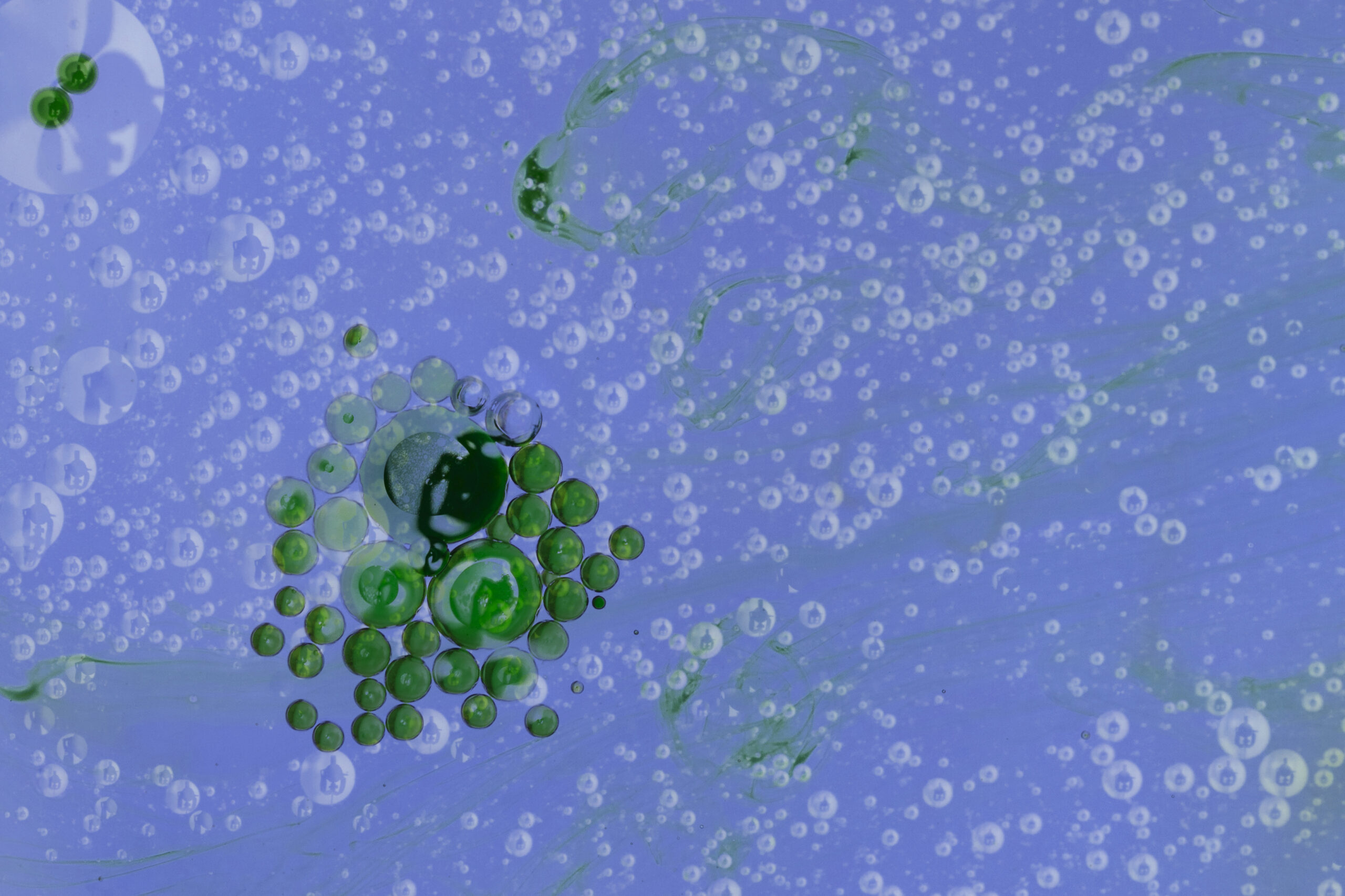 cianobatteri in acquario