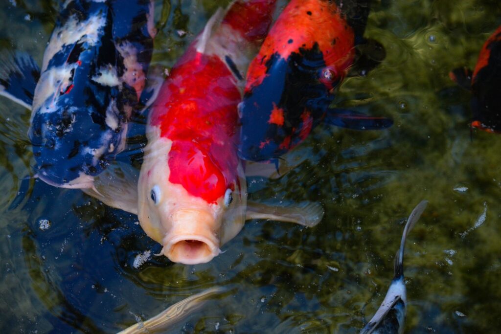 significato carpa koi