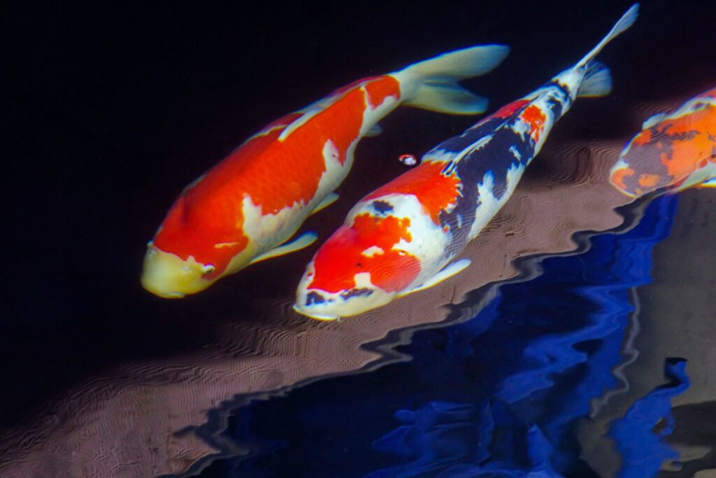 carpa koi