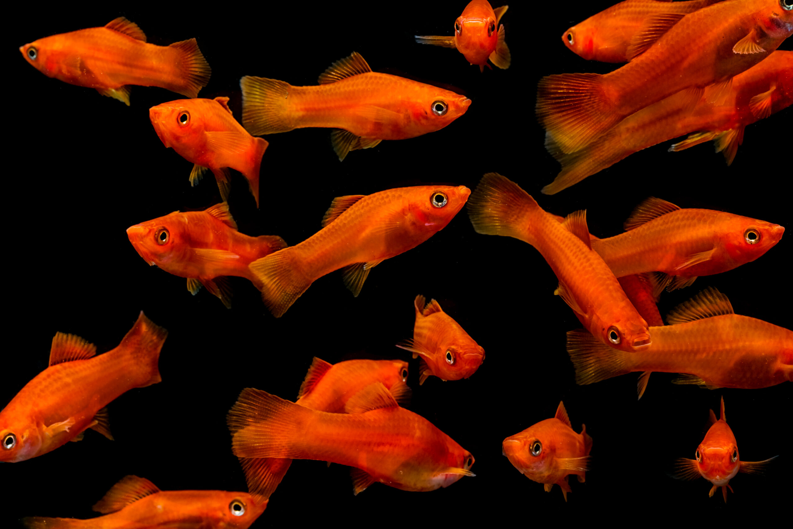 malattie pesci rossi