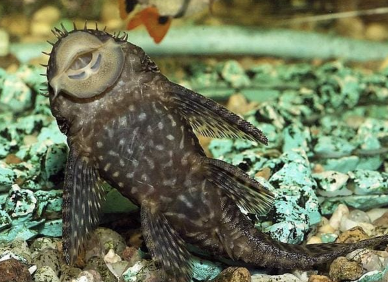 pesce pulitore in acquario